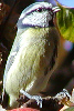 Blue Tit