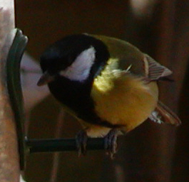 Great Tit
