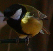 Great Tit