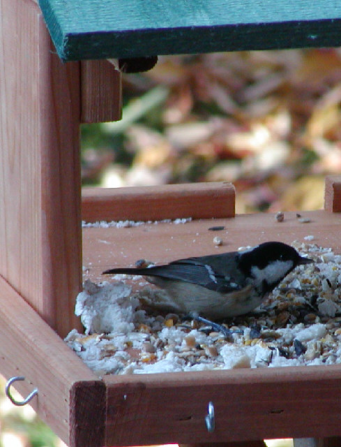 Coal Tit