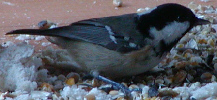 Coal Tit