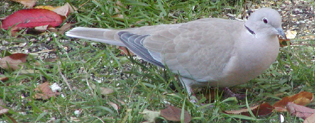 Collared Dove in my garden