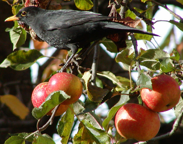 Blackbird