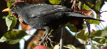 Blackbird
