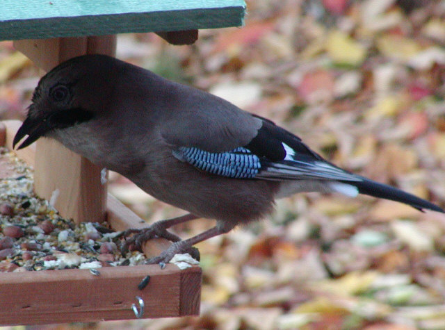 Jay