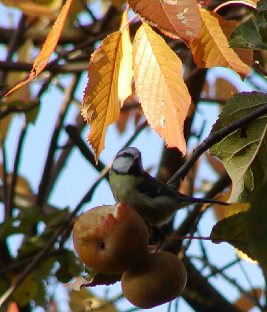 Blue Tit