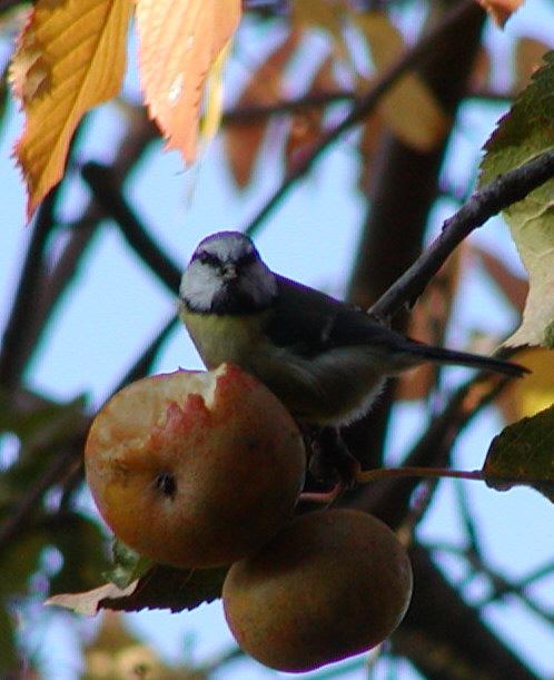 Blue Tit