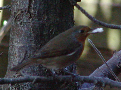 Robin