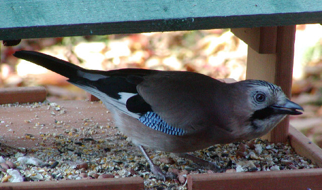 Jay