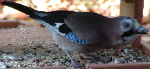 Jay