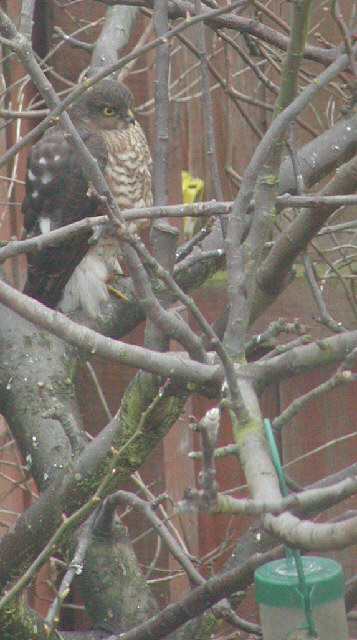 Sparrowhawk