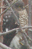 Sparrowhawk
