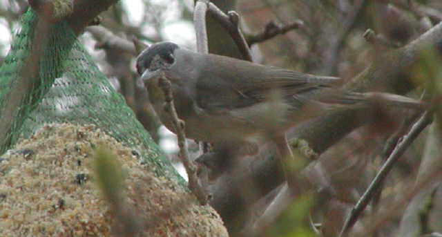 Blackcap