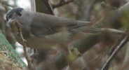 Blackcap