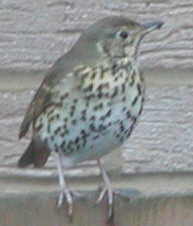 Song Thrush