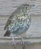 Thrush