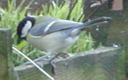 Great Tit