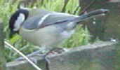 Great Tit