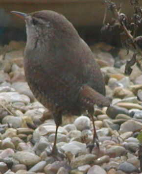 Wren