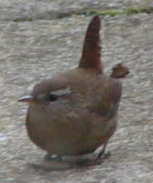 Wren