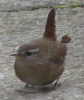 Wren