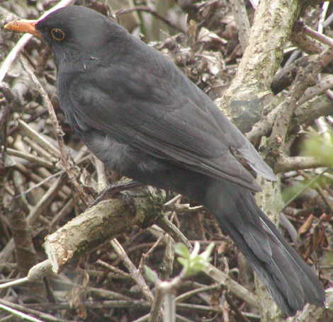 Blackbird