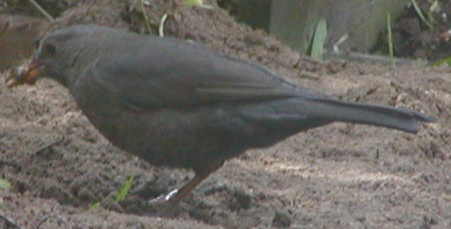 Female blackbird
