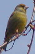 Greenfinch