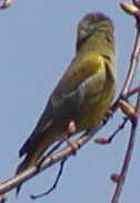 Greenfinch