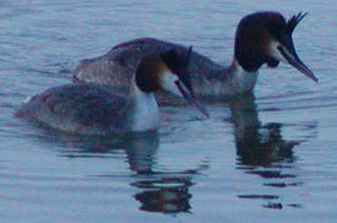 Great Crested Grebe