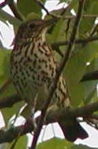 thrush