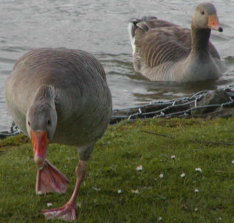 Greylag Geese