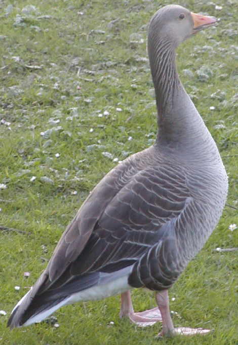 Greylag Goose