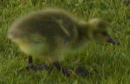 Canada Goose Gosling