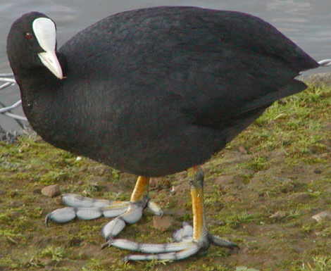 Coot