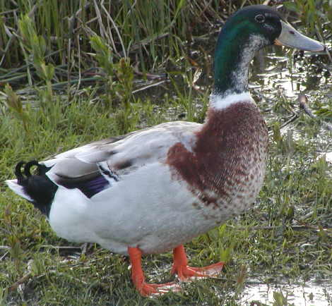 Duck