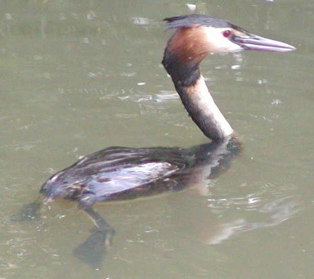 Great Crested Grebe