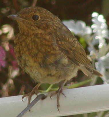 Robin