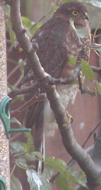 Sparrowhawk