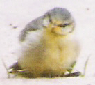 Blue Tit