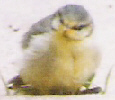 Blue Tit