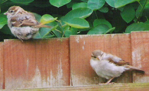 House Sparrow