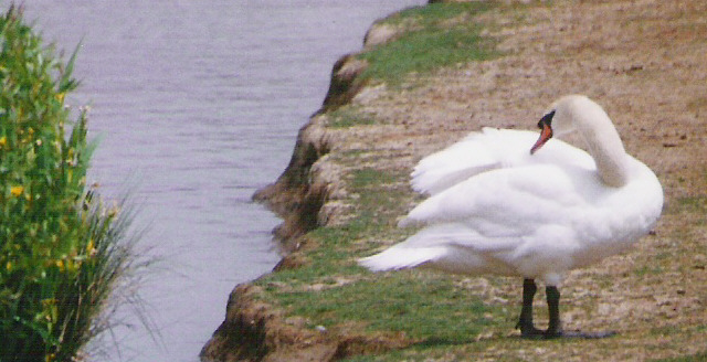 Mute Swan