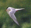 Common Tern
