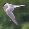 Common Tern