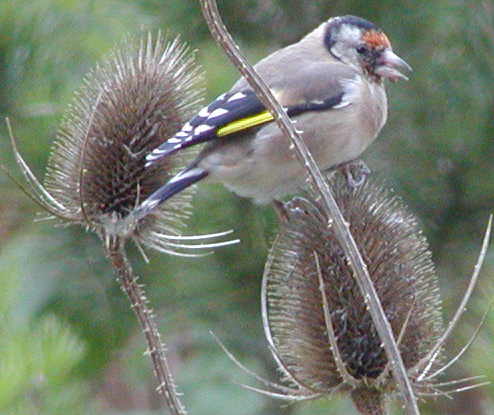 Goldfinch on teasel in garden