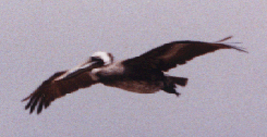 Pelican at Malibu
