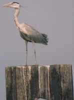 Heron on railway sleeper