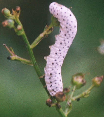 Caterpillar on figwort