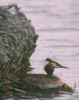 Great crested grebe nesting at foot of gabion on island